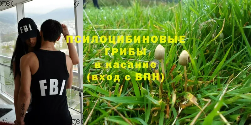 shop как зайти  Кострома  Галлюциногенные грибы Psilocybine cubensis 